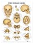 The Human Skull Anatomy Chart