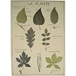 La Plante Educational Plant Poster Gift Wrap Cavallini Papers