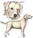 Labrador Retriever - Double Image by Cindy Farmer