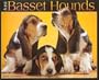 Just Basset Hounds