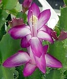Outdoor Living : Fuchsia Christmas Cactus Plant - Zygocactus - 4' pot
