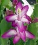 Hirt's Fuchsia Christmas Cactus - Zygocactus - 4" pot