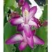 Fuchsia Christmas Cactus Plant