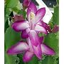Fuchsia Christmas Cactus Plant