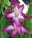 Fuchsia Christmas Cactus Plant - Zygocactus - 4