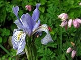 Western Blue Flag Iris 10 Seeds - Iris missouriensis