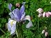 Western Blue Flag Iris 10 Seeds - Iris missouriensis