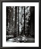 Redwoods, Founders Grove Places Framed Art Poster Print by Ansel Adams, 20x24