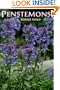 Penstemons