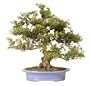 Brussel's Satsuki Azalea Specimen Bonsai