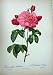 1954 Roses Flowers Rosa Gallica Aurelianensis Pink