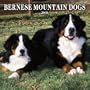 Bernese Mountain Dogs Wall