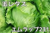 【生産農場直送】 玉レタス苗 【エムラップ】玉レタス 葉菜苗 9cmポット プロ農家も使う葉菜苗 野菜苗 ガーデニング 家庭菜園