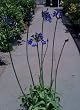 "Storm Cloud " Agapanthus Two Gallon Plant