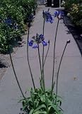 "Storm Cloud " Agapanthus Two Gallon Plant
