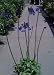 "Storm Cloud " Agapanthus Two Gallon Plant
