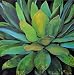 Agave Jillian David Design 40x40