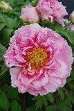 Amazon / Hirts: Perennials; Peony: Hanakisoi Tree Peony Perennial - Double Pink Blooms - Potted