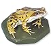 3B Scientific VN702/2 Female Common Frog (Rana Temporaria)