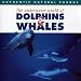 Dolphins & Whales