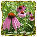 Purple Coneflower (Echinacea purpurea) Jumbo Wildflower Seed Packet - 1250 Seeds