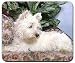 West Highland White Terrier Mousepad