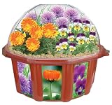 White Box Gardens - Edible Flowers