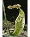 Photographic Prints of JPF-13093 Pitcher Plant from Ardea Wildlife Pets