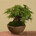 ミニで太い盆栽：山もみじ(信楽焼鉢)*【落葉しました】