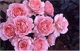 Review World of Roses  / L'Aimant