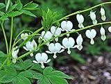 Bleeding Heart Seeds* White * Elegance to Any Shade Garden * Heirloom *10 Seeds