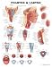 Pharynx & Larynx Anatomical Chart