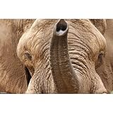 African Elephant (Head and Trunk) Art Poster Print - 13x19