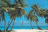 Bahama Breeze 1829 Wall Mural