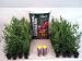 Fast Growing Evergreen -- Grow Kit -- Leyland Cypress Trees