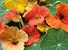 Dwarf Jewel Mix Nasturtium 60 Seeds - PLUS PACK!