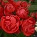 Fathers Day Gifts - Rose Fathers Day