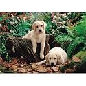 Jumbo Puzzle - Labrador Puppies (500 pieces)