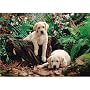 Jumbo Puzzle - Labrador Puppies (500 pieces)