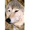 Own a Wolf hybrid