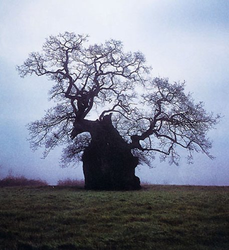 The Meaning of Trees: Botany, History, Healing, Lore under Plants in The Books Store