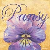 Oopsy daisy Pansy Stretched Canvas Art by Aaron Christensen, 14 by 14-Inch