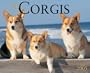 Just Corgis