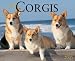 Book Just Corgis