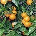 Gourmet Food : Melissa's Sweet Mandarins (5 lb Crate)