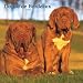 Dogue De Bordeaux 2007 Calendar