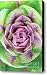 Ornamental Lettuce Canvas Print / Canvas Art - Artist Neil Overy