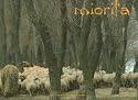 Miorita: An Icon of Romanian Culture