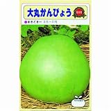 大丸かんぴょう(一般種) 数量:15ml