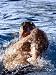 Natation - Championnats Suisses 2005 - 24H x 18W - Peel and Stick Wall Decal by Wallmonkeys